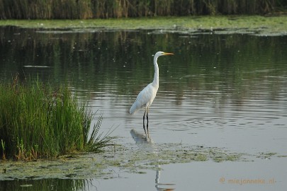 DSC_2755 Vogels