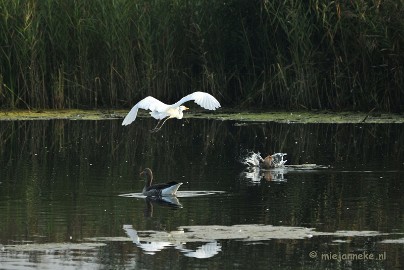 DSC_2762 Vogels