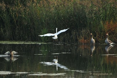 DSC_2767 Vogels