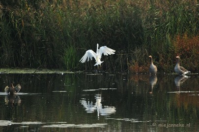 DSC_2768 Vogels