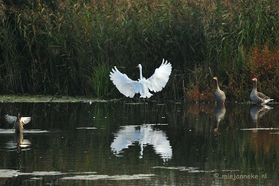 DSC_2769 Vogels