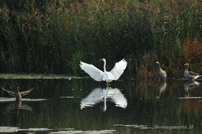 DSC_2770 Vogels