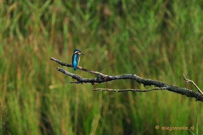 DSC_2788 Vogels