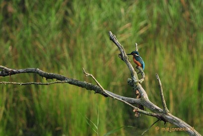 DSC_2796 Vogels