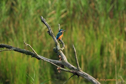 DSC_2798 Vogels