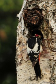 _DSC6969 Vogels