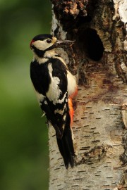 _DSC6989 Vogels