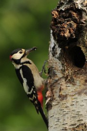 _DSC7044 Vogels