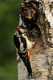 _DSC7057 Vogels