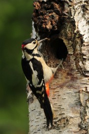 _DSC7058 Vogels