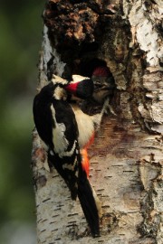 _DSC7099 Vogels