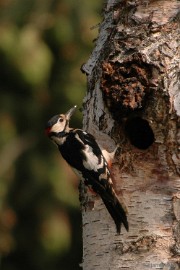 DSC_8855a Vogels