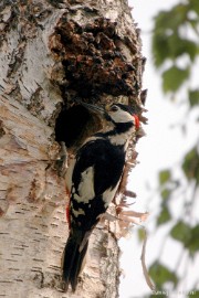 DSC_8975 Vogels