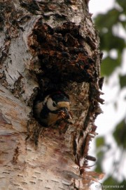 DSC_9009 Vogels