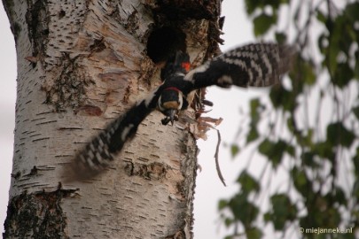 DSC_9101 Vogels