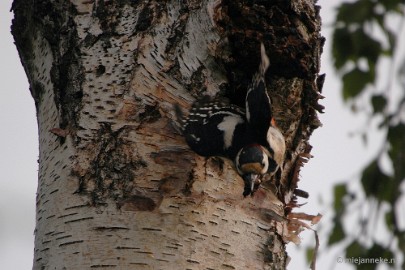 DSC_9156 Vogels