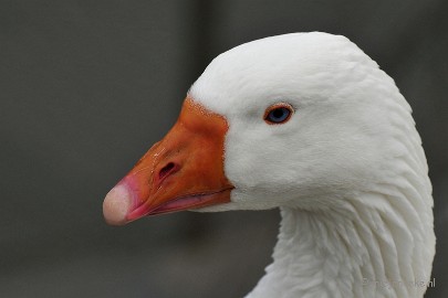 _DSC4300a Vogels