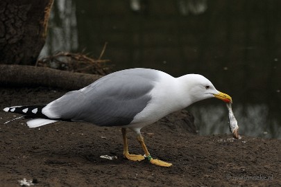 _DSC4318a Vogels