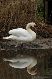 _DSC4397a Vogels