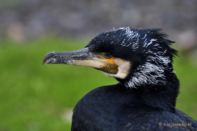 _DSC4541a Vogels