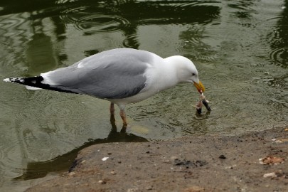 t006 Vogels