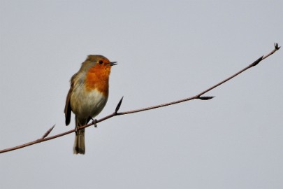 t007 Vogels