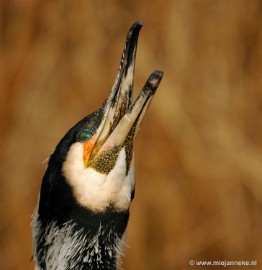 DSC_0140 Vogels