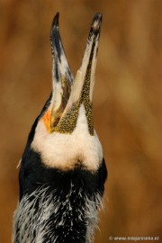 DSC_0141 Vogels