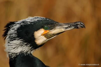 DSC_0145 Vogels