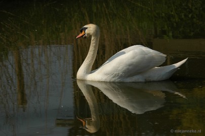 DSC_3303 Vogels