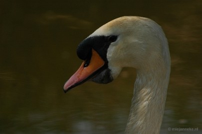 DSC_3306 Vogels