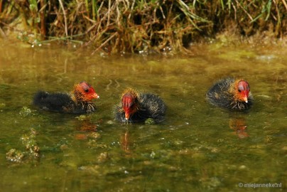 DSC_3489 Vogels