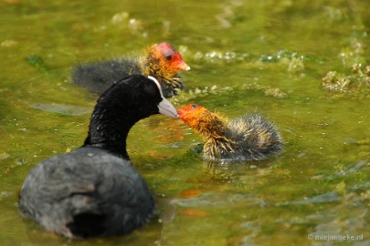 DSC_3500 Vogels