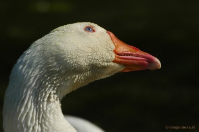 DSC_6616 Vogels