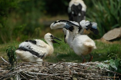 DSC_7015 Vogels