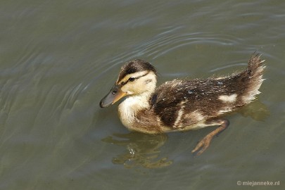 DSC_8521 Vogels