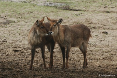 DSC_2681 Beekse Bergen