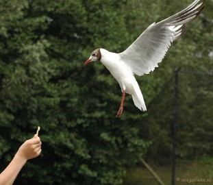 DSC_2881 Beekse Bergen