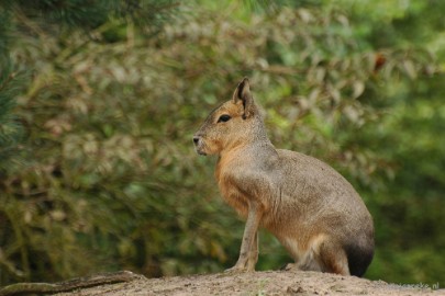 DSC_2973 Beekse Bergen