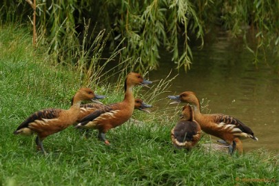 DSC_3076 Beekse Bergen