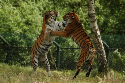 DSC_6168 Beekse Bergen