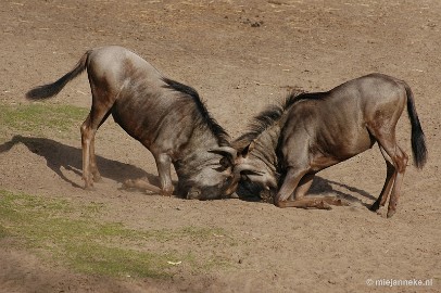 DSC_7569 Beekse Bergen