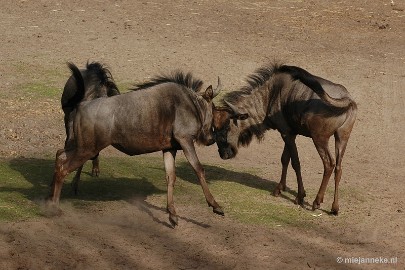 DSC_7596 Beekse Bergen