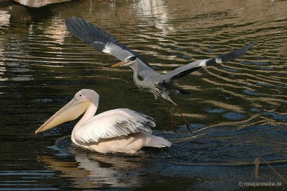 DSC_7703 Beekse Bergen