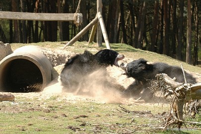 DSC_7863 Beekse Bergen