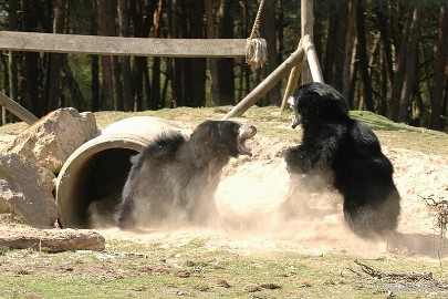 DSC_7864 Beekse Bergen