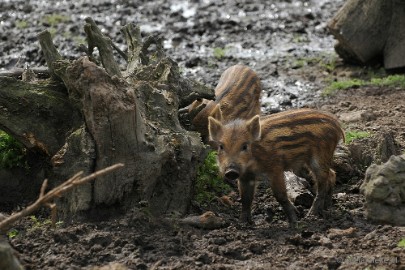 DSC_5347 Dierenrijk Nuenen 2011