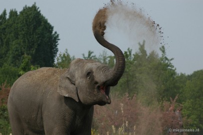 DSC_5358 Dierenrijk Nuenen 2011