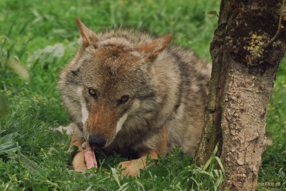 DSC_7134 Dierenrijk Nuenen 2011