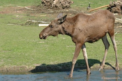 DSC_8529 Dierenrijk Nuenen 2011